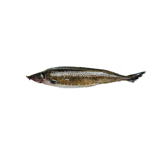 Blanched beluga