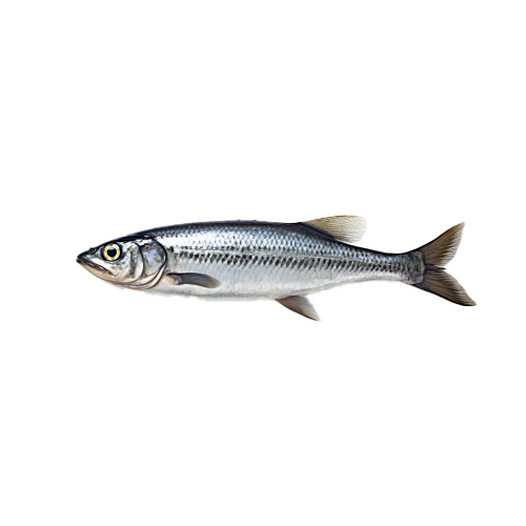 Fresh sardine
