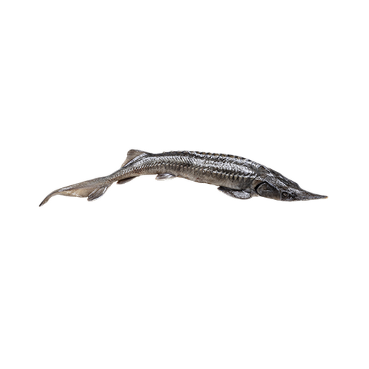Fresh sturgeon