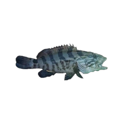Marbled rockcod