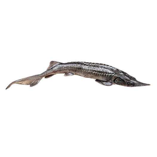 Fresh beluga