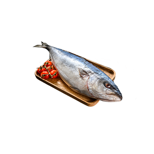 Japanese amberjack