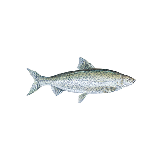 Whitefish