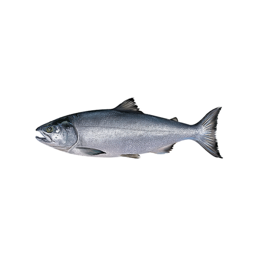 Fresh chum salmon