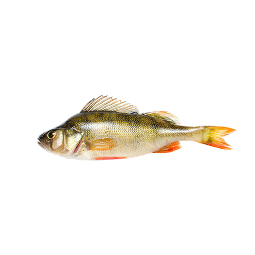 Stuffed river perch