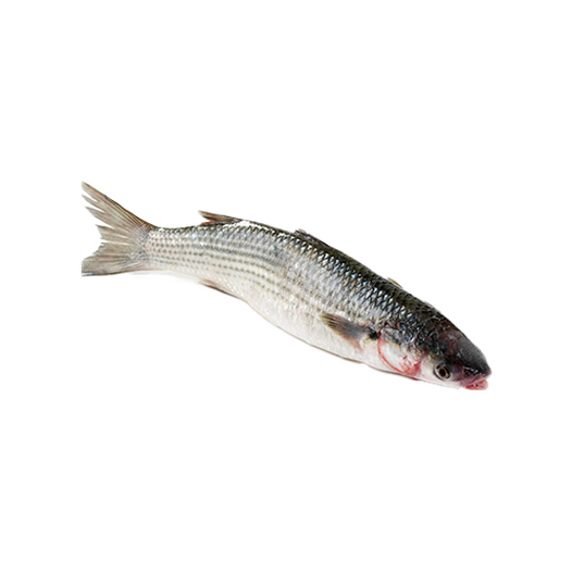 Fresh mullet