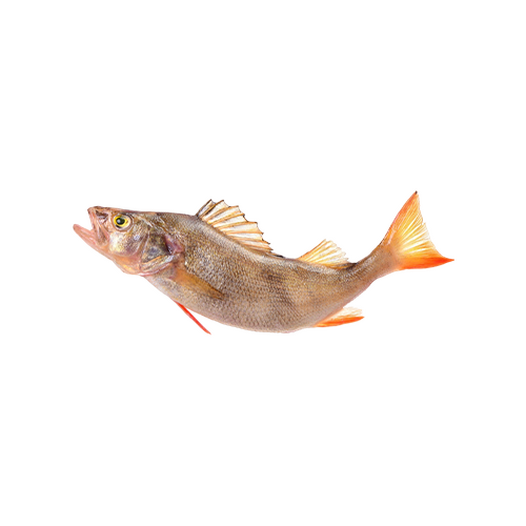 Fresh sea perch