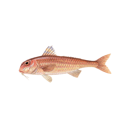 Mullus