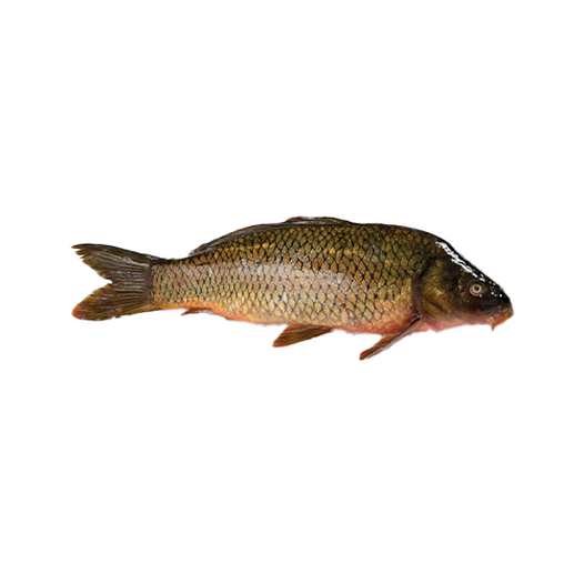 Fresh carp