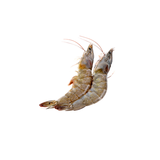 Fresh shrimp