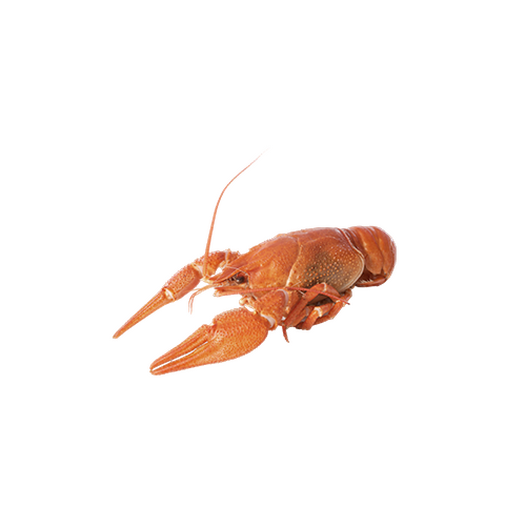 River crayfish