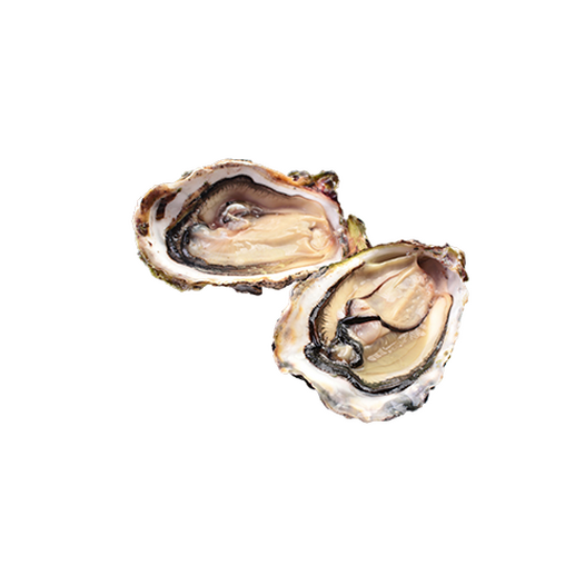 Fresh oysters