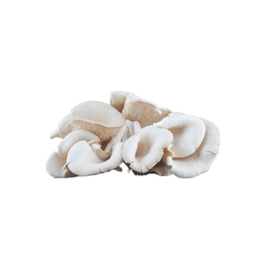 Fresh oyster mushrooms