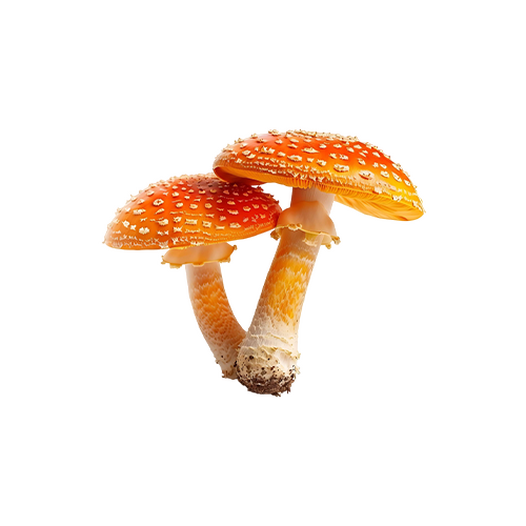 Fresh saffron milk caps