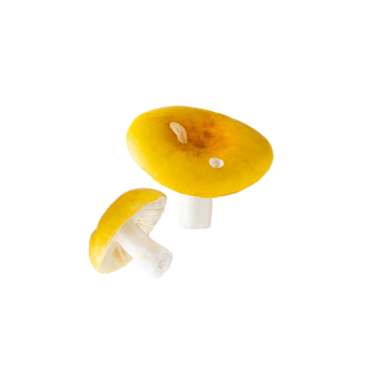 Fresh russula mushroom