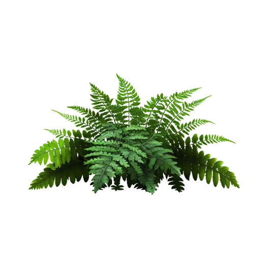 Fern