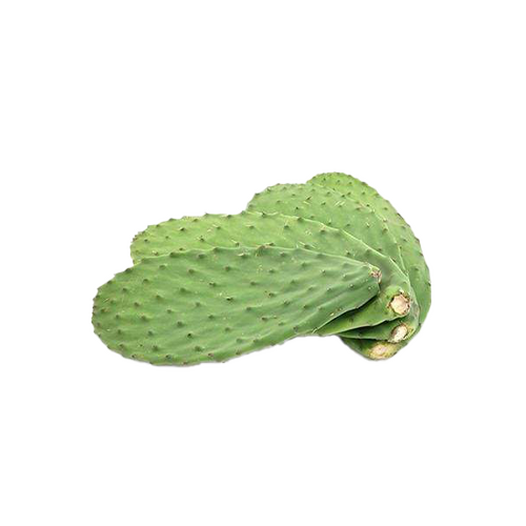 Mexican cactus