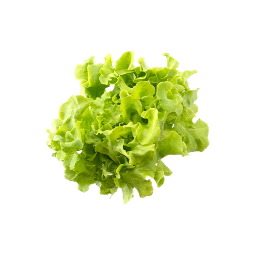 Leaf lettuce