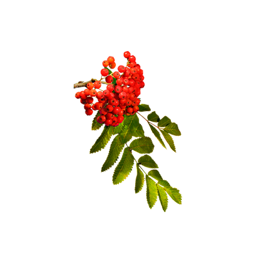 Rowan