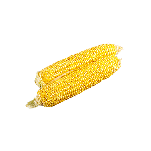 Raw sweet yellow field corn