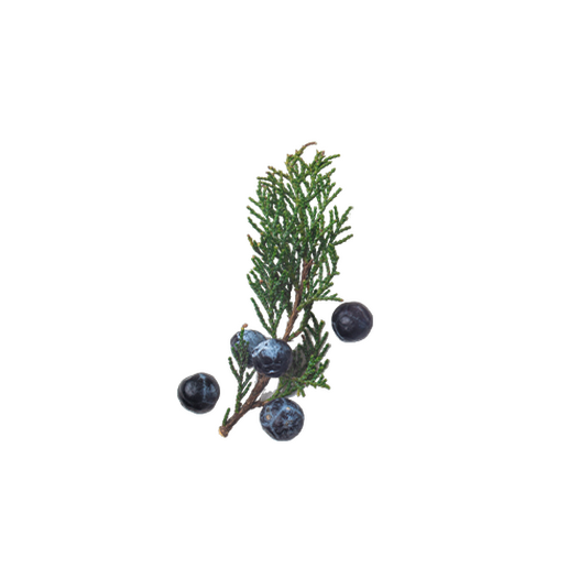 Juniper