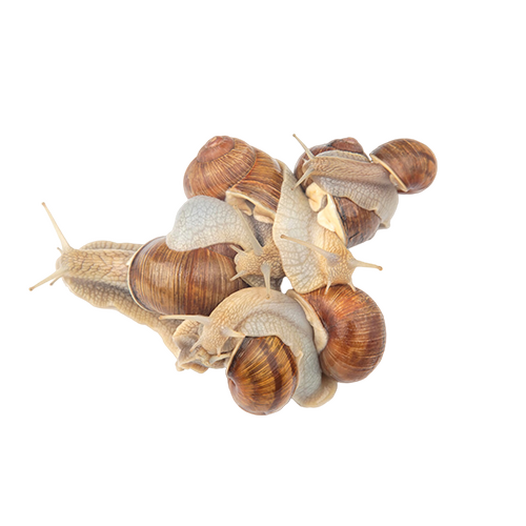 Grape snails