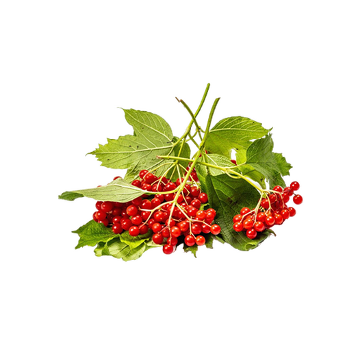 Viburnum