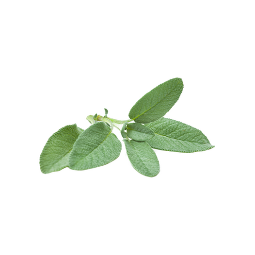 Sage