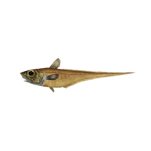 Macrourus