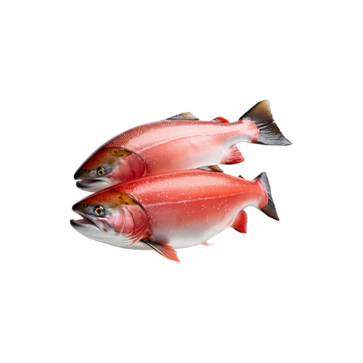 Sockeye salmon