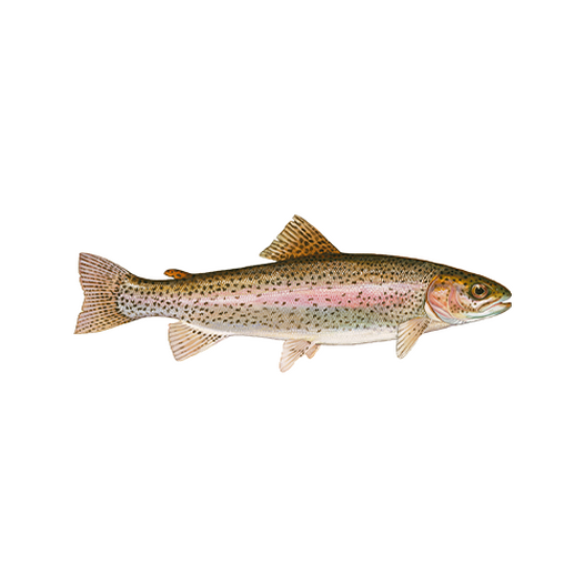 Trout