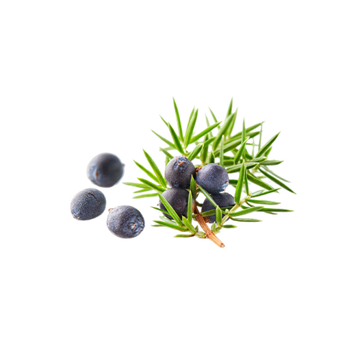 Juniper Berry Juniper Berry