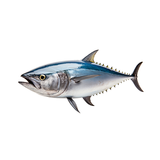 Tuna