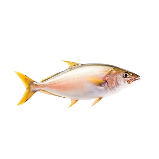 Yellowtail