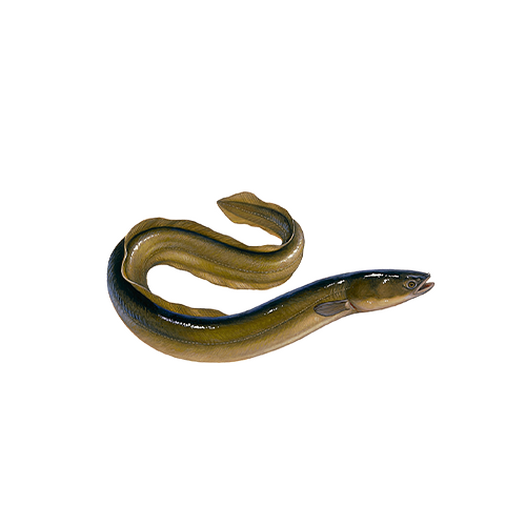 Eel