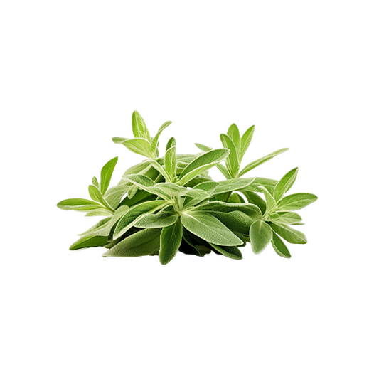 Fresh sage