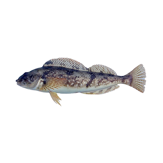 Greenling