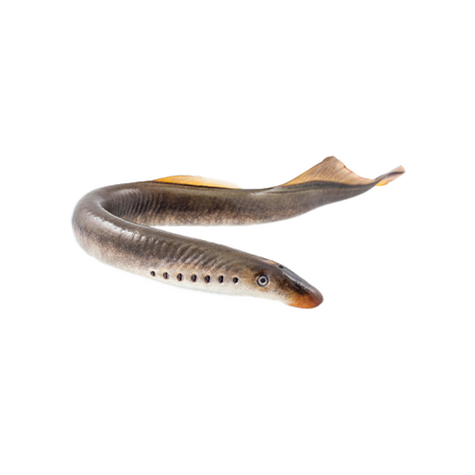 Lamprey