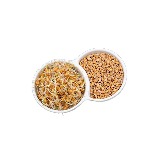 Sprouted grains
