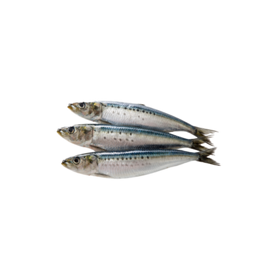 Sardines