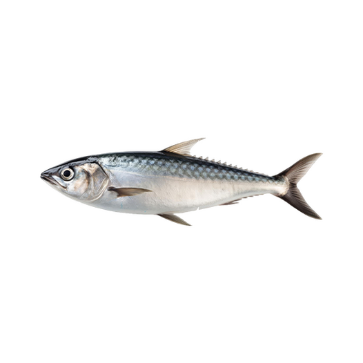 Horse mackerel
