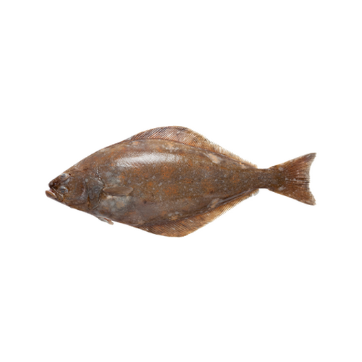 Halibut