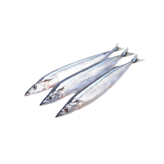 Saury