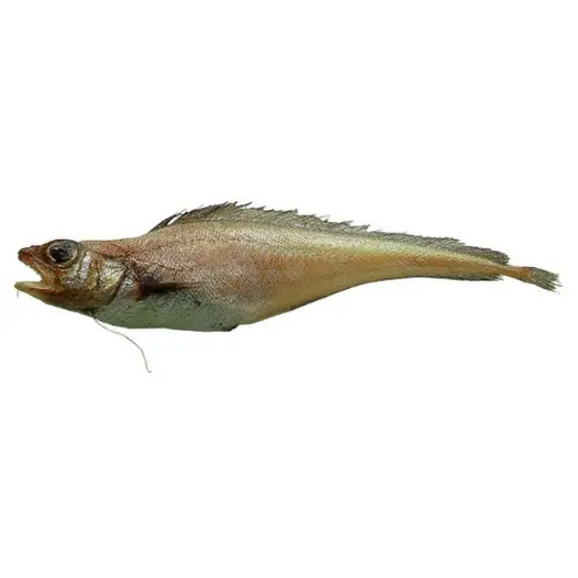Limonella fish