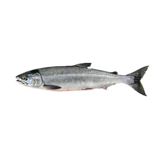 Chum salmon Chum salmon