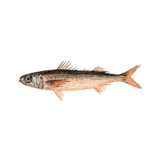 Redbait
