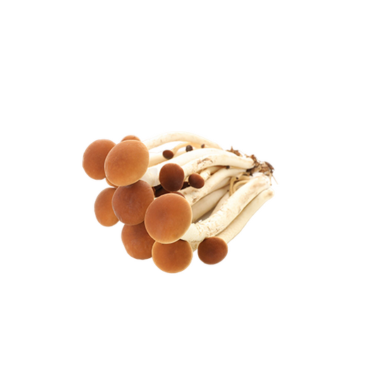 Frozen honey fungus