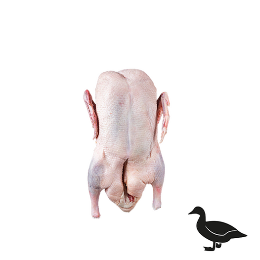 Muscovy duck Muscovy duck