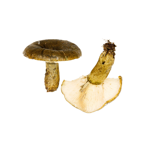 Ugly Milkcap mushroom