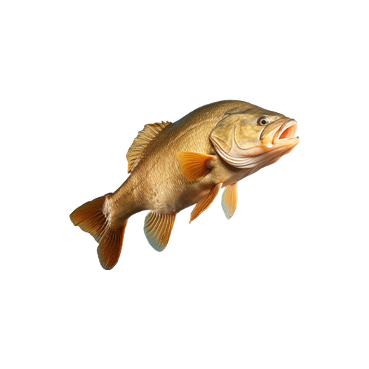 Tench